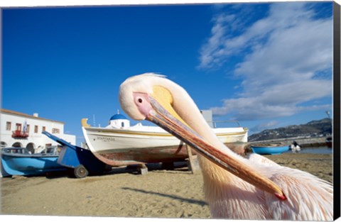 Framed Pelican and Fishing Boats on Beach, Mykonos, Cyclades Islands, Greece Print