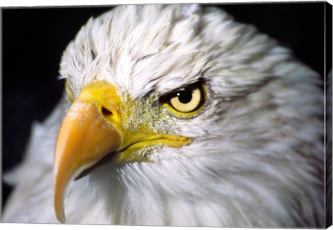 Framed Close-up of a Bald eagle (Haliaeetus leucocephalus) Print