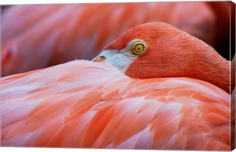 Framed Flamingo Hiding Face Print