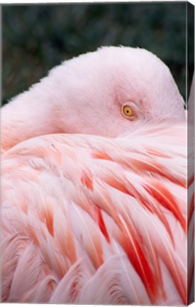 Framed Flamingo Light Pink Print