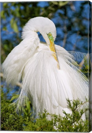 Framed Great Egret - photo Print