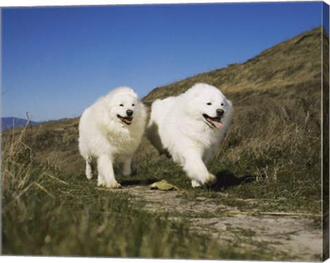 Framed Samoyeds Print