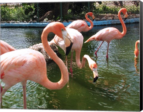 Framed Flamingos in a Zoo Print