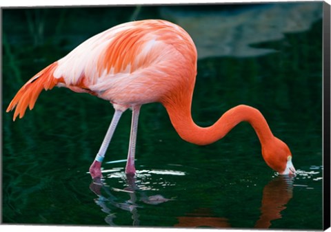 Framed Pink Flamingo In River Print