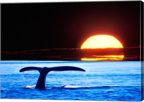 Framed Tail fin of a whale in the sea Print