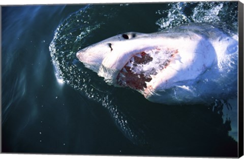 Framed Great White Shark Eating Print