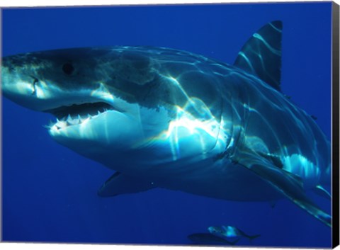 Framed Greatwhite Print