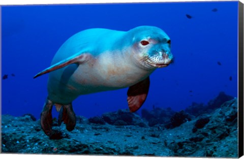 Framed Monk Seal Print