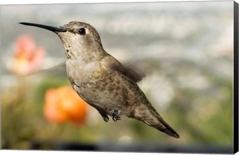 Framed Anna&#39;s Hummingbird Hen Print