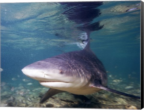 Framed Bull shark Print