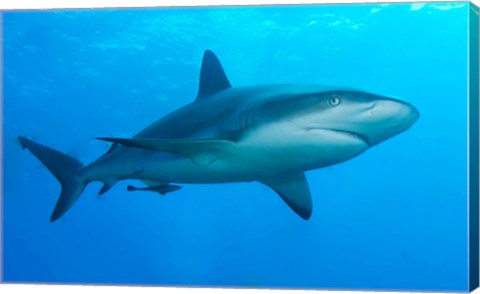 Framed Carribbean Reef Shark Print