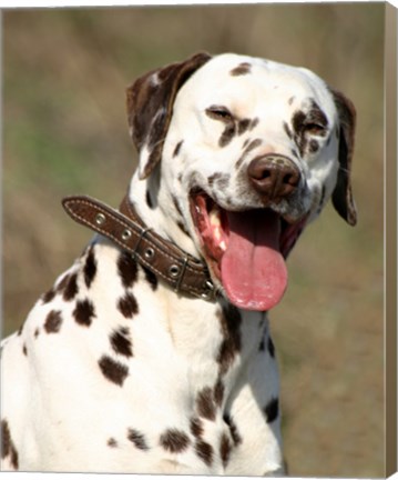 Framed Dalmatian Portrait Print