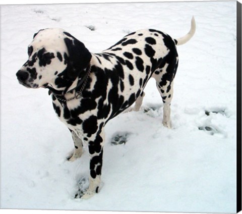 Framed Dalmatian in Snow Print