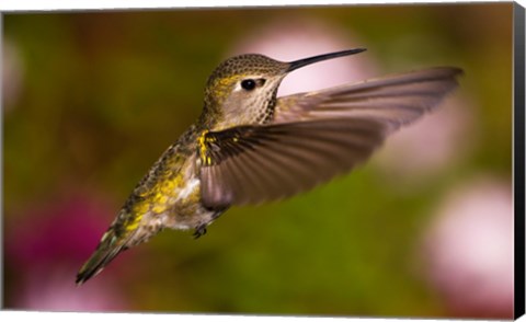 Framed Fem Anna&#39;s Hummingbird Print