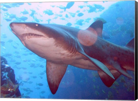 Framed Grey Nurse Shark at Fish Rock Cave Print