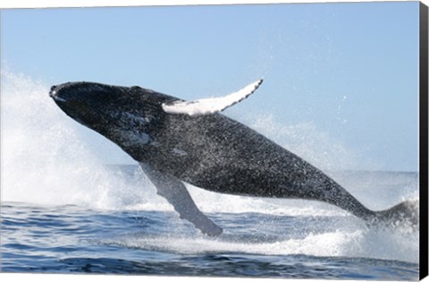 Framed Humpback Whale Jumping Print