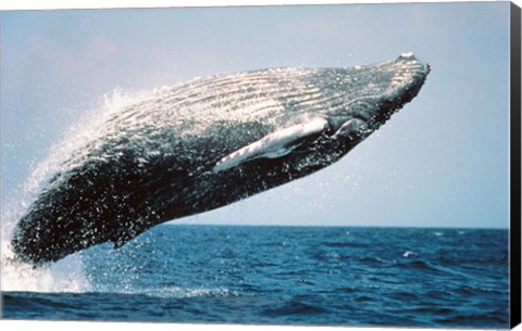 Framed Humpback Whale Breaching Print