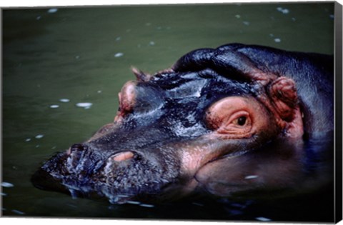 Framed Close-up of a hippopotamus in water (Hippopotamus amphibius) Print