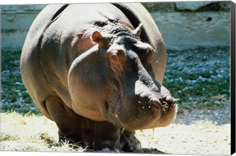 Framed Close-up of a Hippopotamus Print