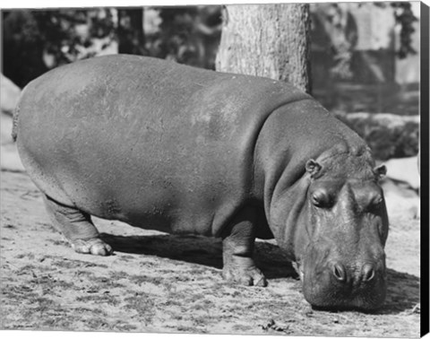 Framed Hippopotamus Black and White Print