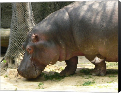 Framed Face Hippopotamus Amphibius Mexico Print