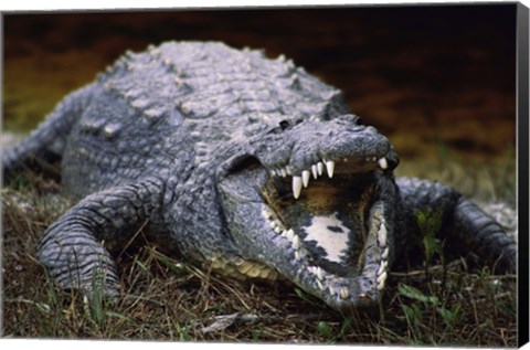 Framed Close-up of an American Crocodile Open Mouth Print