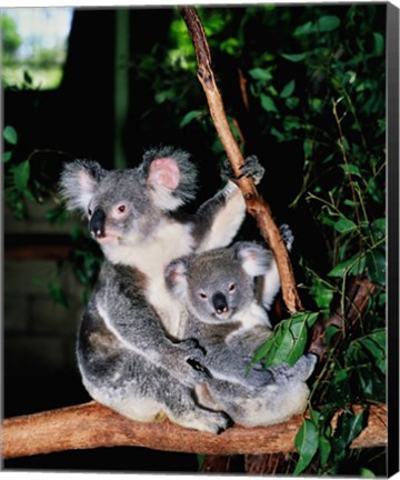 Framed Koala and its young sitting in a tree, Lone Pine Sanctuary, Brisbane, Australia (Phascolarctos cinereus) Print