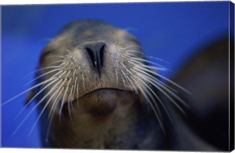 Framed Close-up of a California Sea Lion swimming in water Print