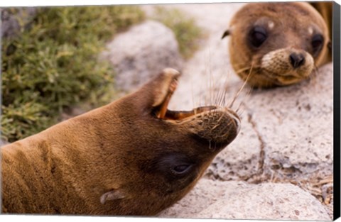 Framed Close-up of two Sea Lions relaxing on rocks, Ecuador Print