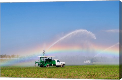 Framed Rainbow seen under the spray from sprinkler in a vegetable field, Florida, USA Print