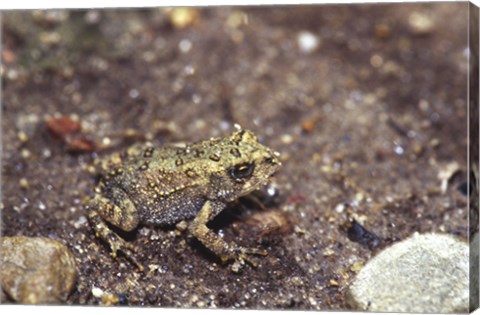 Framed Close-up of a toad on a rock Print