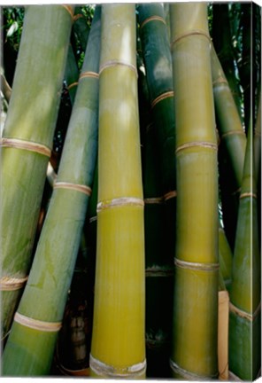 Framed Close-up of bamboo Print