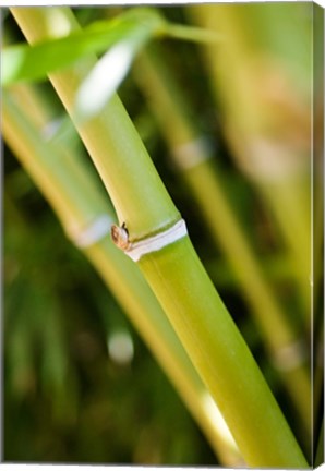 Framed Close-up of bamboo shoots Print