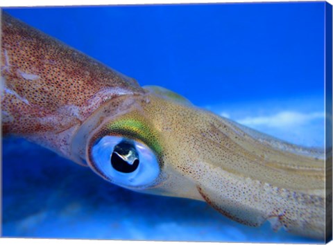 Framed Close-up of a squid underwater Print