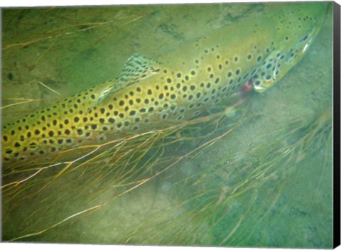 Framed Madison River Brown Trout Print