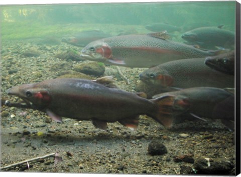 Framed Rainbow trout - photo Print