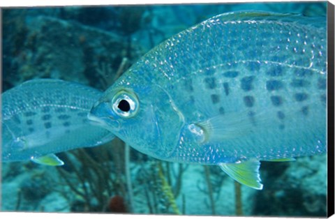 Framed Damselfish Print