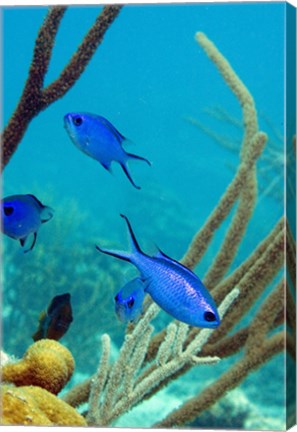 Framed Blue Chromis Fish Print