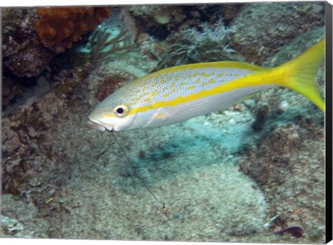 Framed Yellowtail Snapper Print