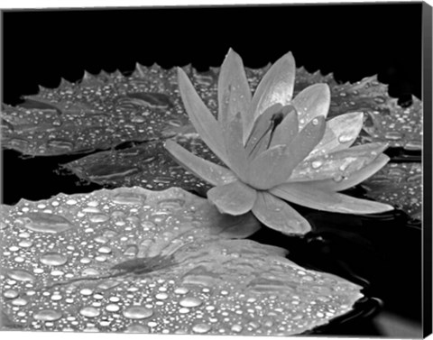 Framed Droplets on Water Lily Print