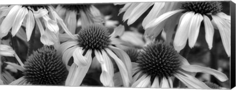 Framed Echinacea Sunrise Print