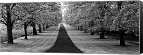 Framed Maple Lined Road Print