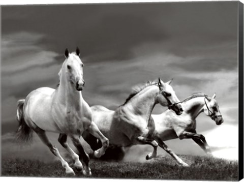 Framed White Stallions Print