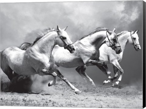 Framed White Stallions II Print