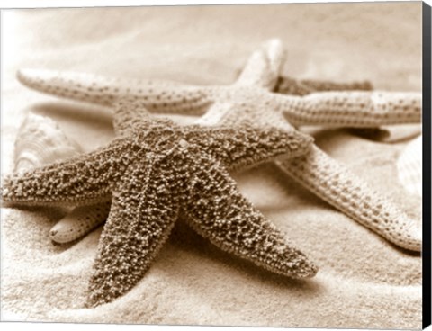 Framed Starfish Family Print