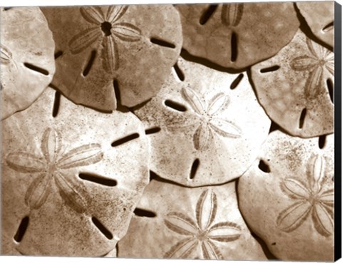 Framed Sand Dollar Grouping Print