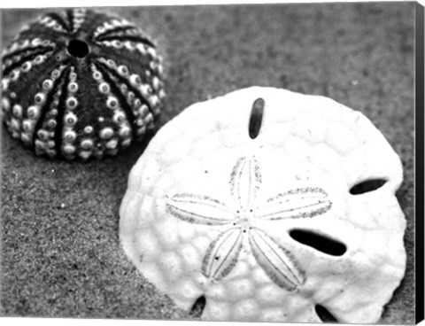 Framed Sand Dollar and Sea Urchin Print