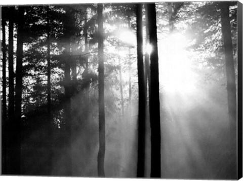 Framed Light Through the Trees I Print