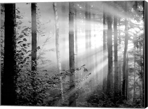 Framed Light Through the Trees II Print