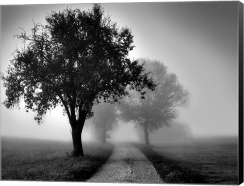 Framed Trees on County Road Print